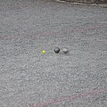 Championnat Vaudois Triplette Mixte